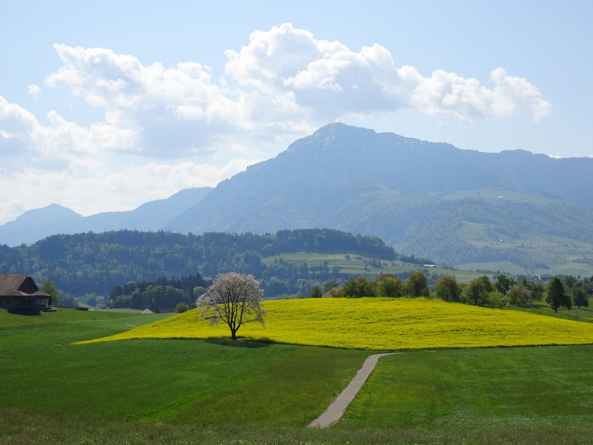 Risch